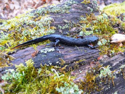 В Окском заповеднике появились первые тритоны